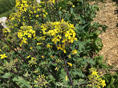 flowering kale