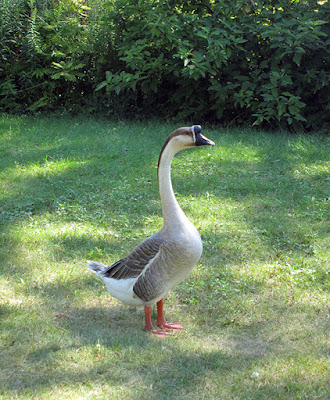 Chinese Goose