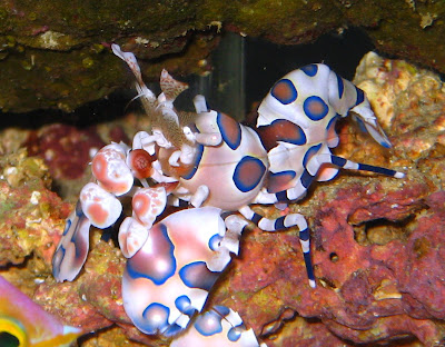 Harlequin Shrimp - Photo Picture Harlequin Shrimp