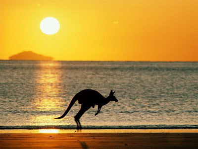 Kangaroo with Top Wallpaper 