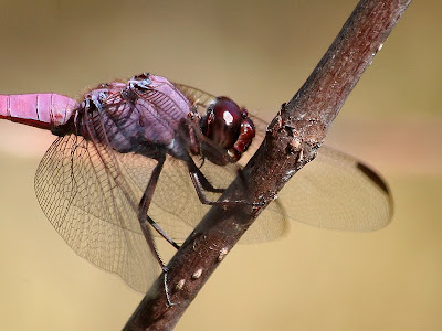 Roseate skimmer