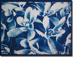 SueReno_CyanotypePrint