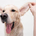 Are Dogs Ear Infections Contagious?