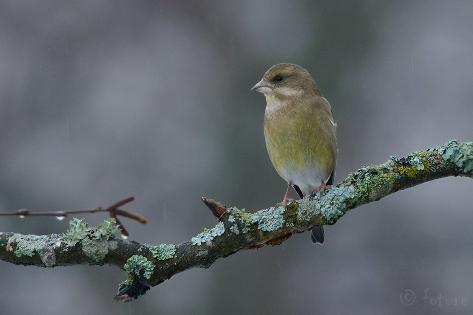 Rohevint, Carduelis chloris, European Greenfinch, vint