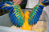 Harga Sepasang Burung,African Grey,Macaw Scarlet,Macaw green wings,Blue and Gold