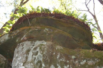 Beartown rock formation--looking up at ferns