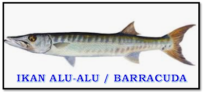 ikan pinggiran laut, nama ikan laut, ikan barracuda, barakuda, ikan alu-alu