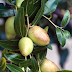 What is Bidara Fruit? - Bidara fruit is also known as Jujube fruit