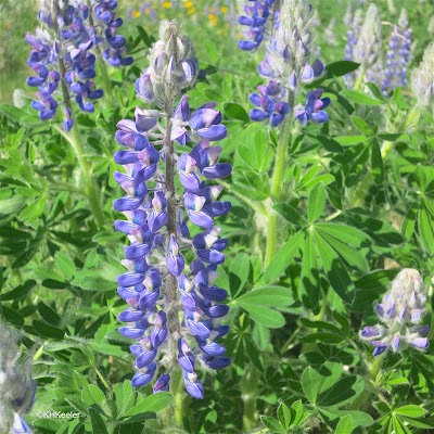 lupine, Lupinus, flowers and leaves