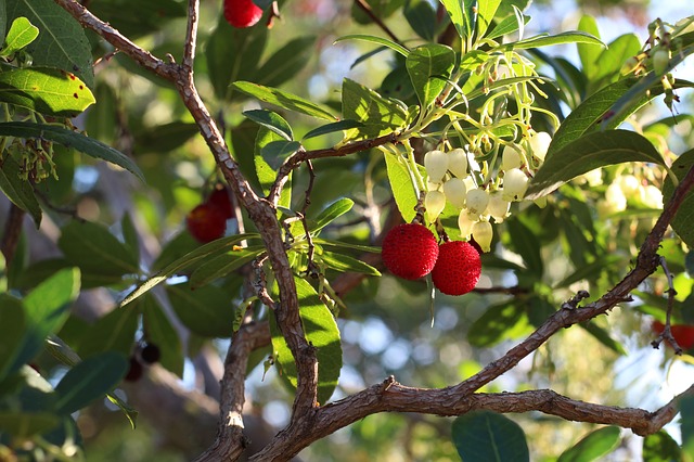 Strawberry Tree
