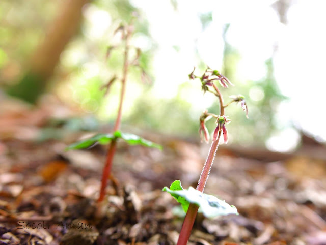 Neottia japonica