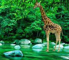 Juegos de Escape - Giraffe Lake Forest Escape