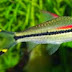 Pretty Freshwater Fish - The Denison Barb