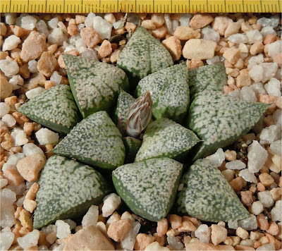 Haworthia emelyae picta