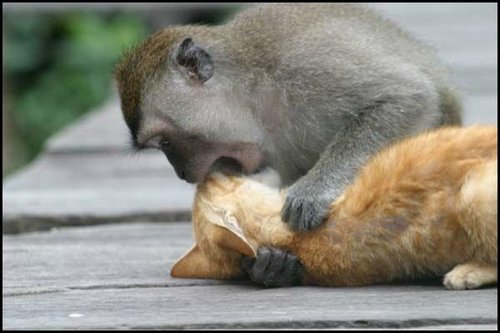 funny-animals-kissing