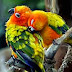 Lovely Parrots