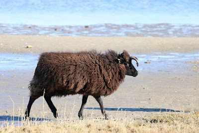 Jacobschaap - - Ovis ammon forma aries