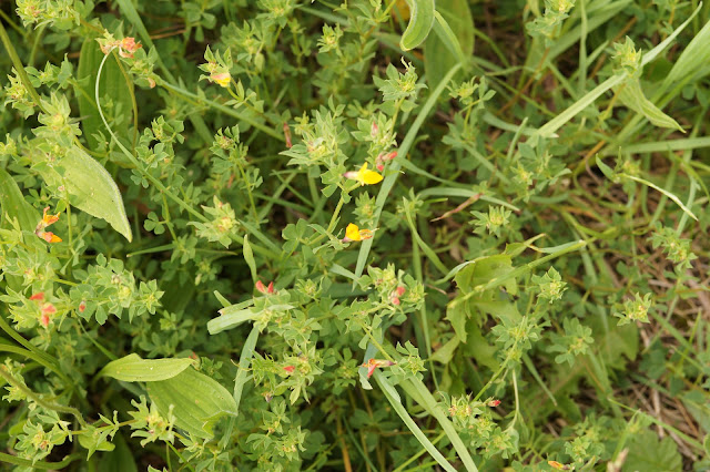 wildflowers in Norfolk in spring