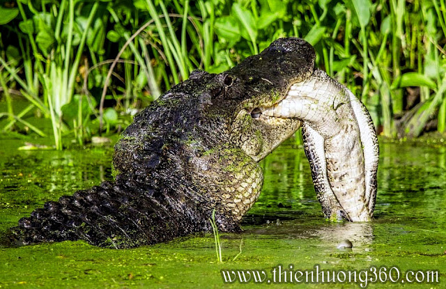 Cá sấu lớn hơn đã ăn thịt nhai sống đồng loại với nó là con cá sấu khác