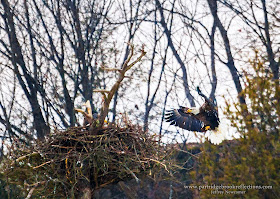 eagle Landing