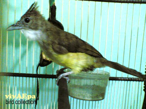 Galery Burung: CUCAK JENGGOT