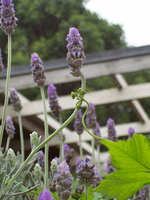 balloon vine tendril grasping lavender flower stem