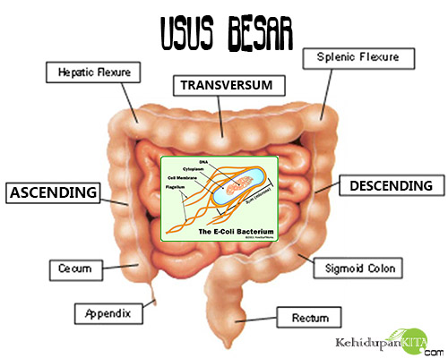 Fungsi Dan Bagian Usus Besar Fungsi Bakteri E Coli