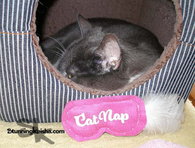 Feral Friday: Comfy Cat Nap