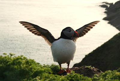 A Puffin with its wings out on the Wick. A nice light is behind it.