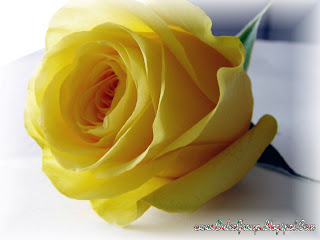 Light Yellow Rose Wallpaper