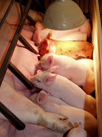 Piglets nursing under a heat lamp.