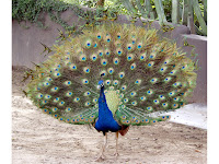 national bird of india or peacock