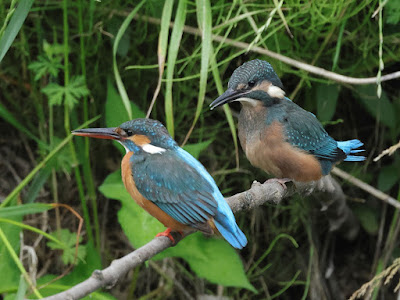 カワセミの成鳥と幼鳥 巣立ちする頃には体の大きさは成鳥と変わらない