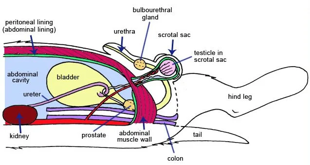 Hình: Giải phẫu của cơ quan sinh sản chó đực.