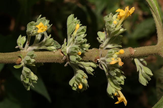 Gomphostemma parviflorum