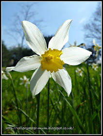 narcissus