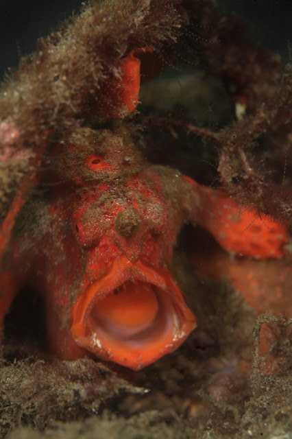 Jun V Lao, Underwater Photography, Scuba Diving, Padi