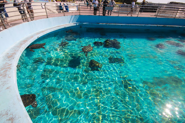 沖繩美麗海水族館