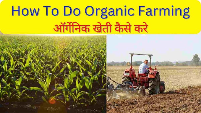 How To Do Organic Farming, Benifites Of Organic Farming | ऑर्गेनिक खेती कैसे करे, ऑर्गेनिक खेती करने से कई लाभ, ऑर्गेनिक खेती की जानकारी विस्तार से हिंदी में, आज से चालू कर दे जैविक खेती करना