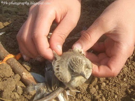 Homemade Bird Trap