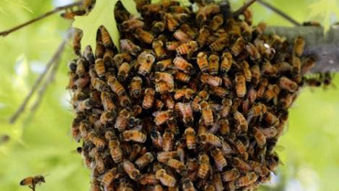 Warm Weather is Swarm Weather: How to Handle a Bee Swarm