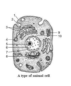 NCERT SCIENCE SOLUTION