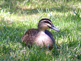 Pacific Black Duck Anas superciliosa. Cotter Dam near Canberra, Australia. Photographed by Susan Walter. Tour the Loire Valley with a classic car and a private guide.