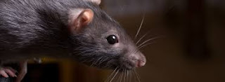 A Fábula do Rato e a Pulga