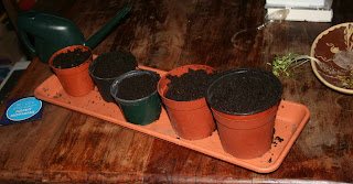 Getting ready for doing the actual repotting of the coriander