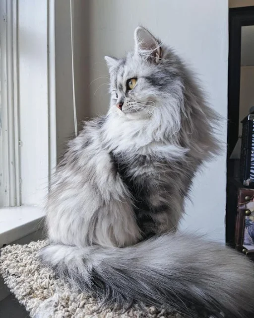 Meet-the-Cat-Whose-Beauty-Compels-Cat-Enthusiasts-to-Share-Their-Admiration-cat-stories