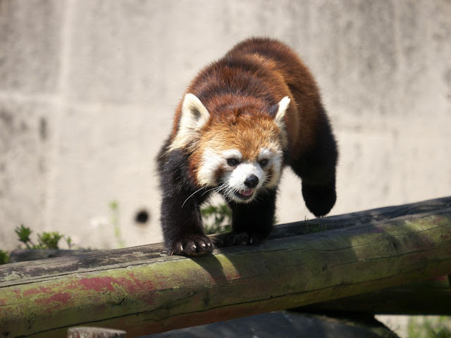 レッサーパンダの画像