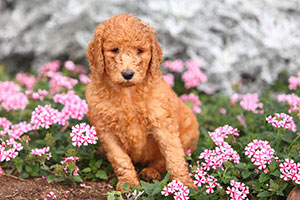 Poodle Anxiety