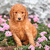 Poodle Anxiety Problems - Signs and Treatments