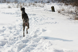 Italian Greyhounds winter